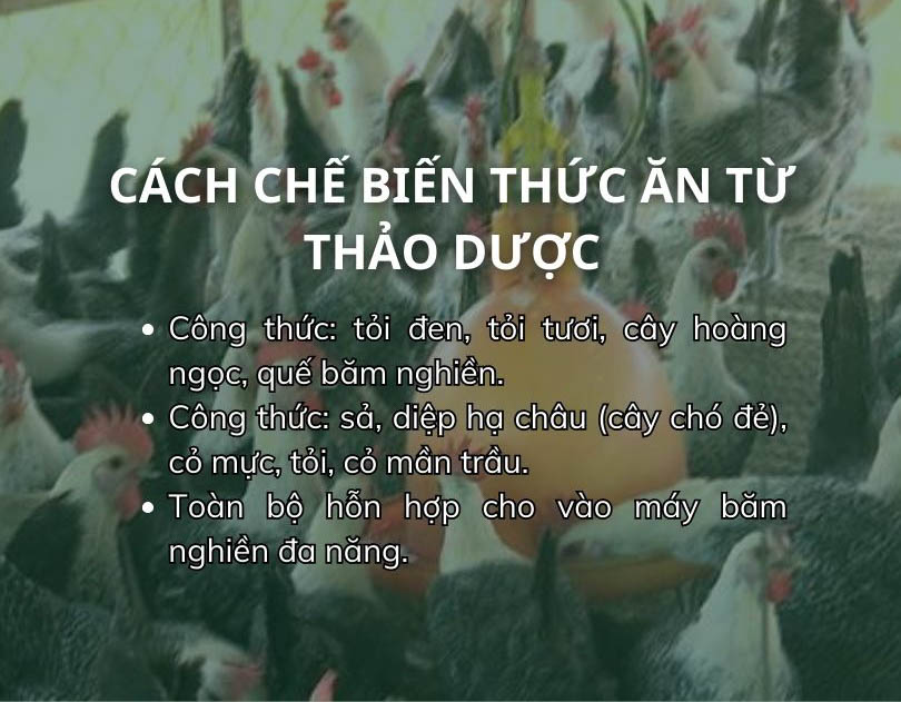 SỔ TAY NHÀ NÔNG: Cách chế biến thức ăn cho gà từ thảo dược- Ảnh 2.