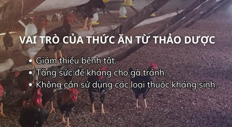 SỔ TAY NHÀ NÔNG: Cách chế biến thức ăn cho gà từ thảo dược- Ảnh 1.