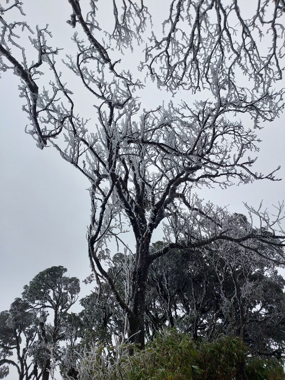 Image of frost appearing at Phia Oac peak, Cao Bang - Photo 6.