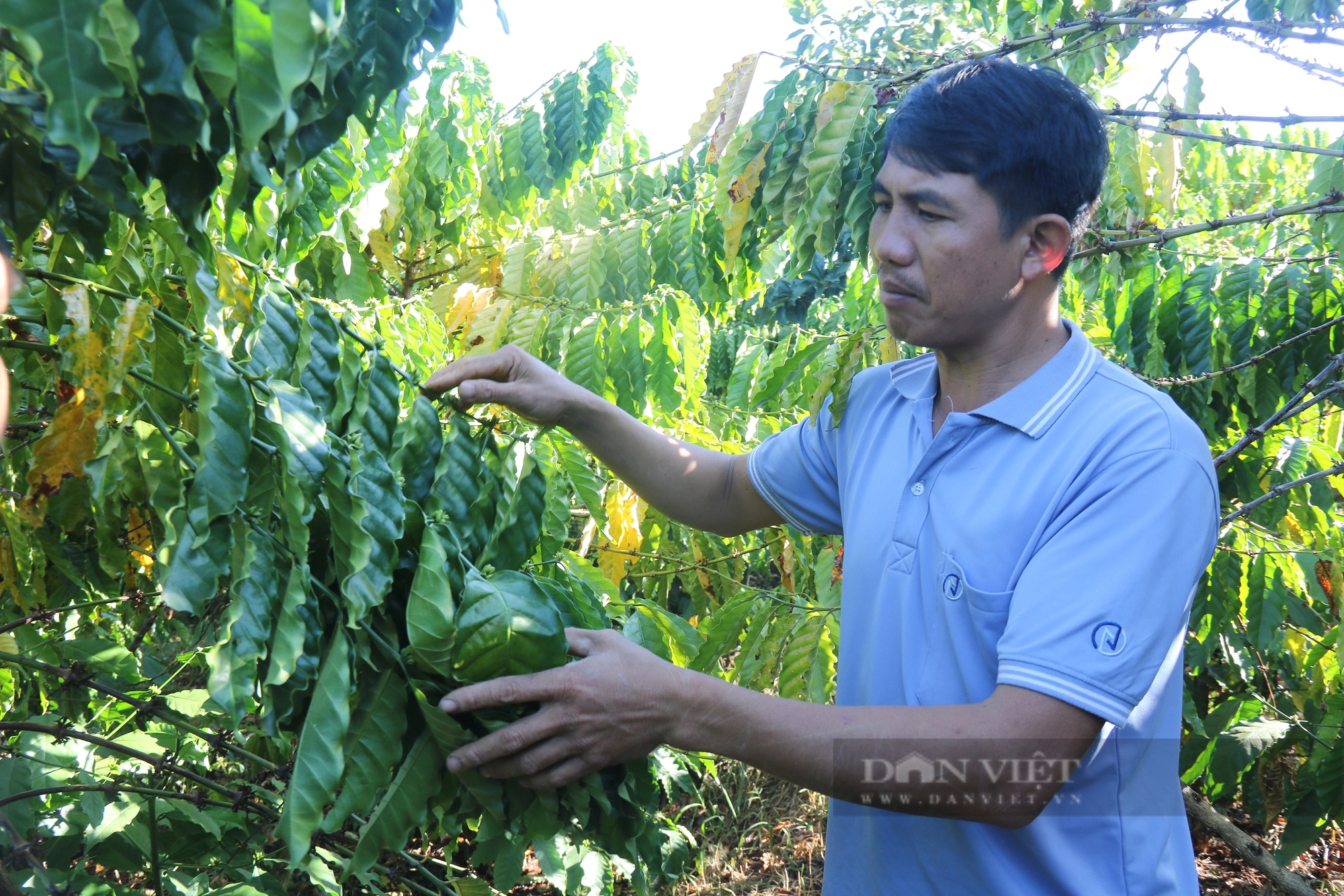 Một nơi ở Gia Lai, nông dân rủ nhau trồng cà phê kiểu gì mà sản lượng tăng, giá bán lại cao?- Ảnh 1.