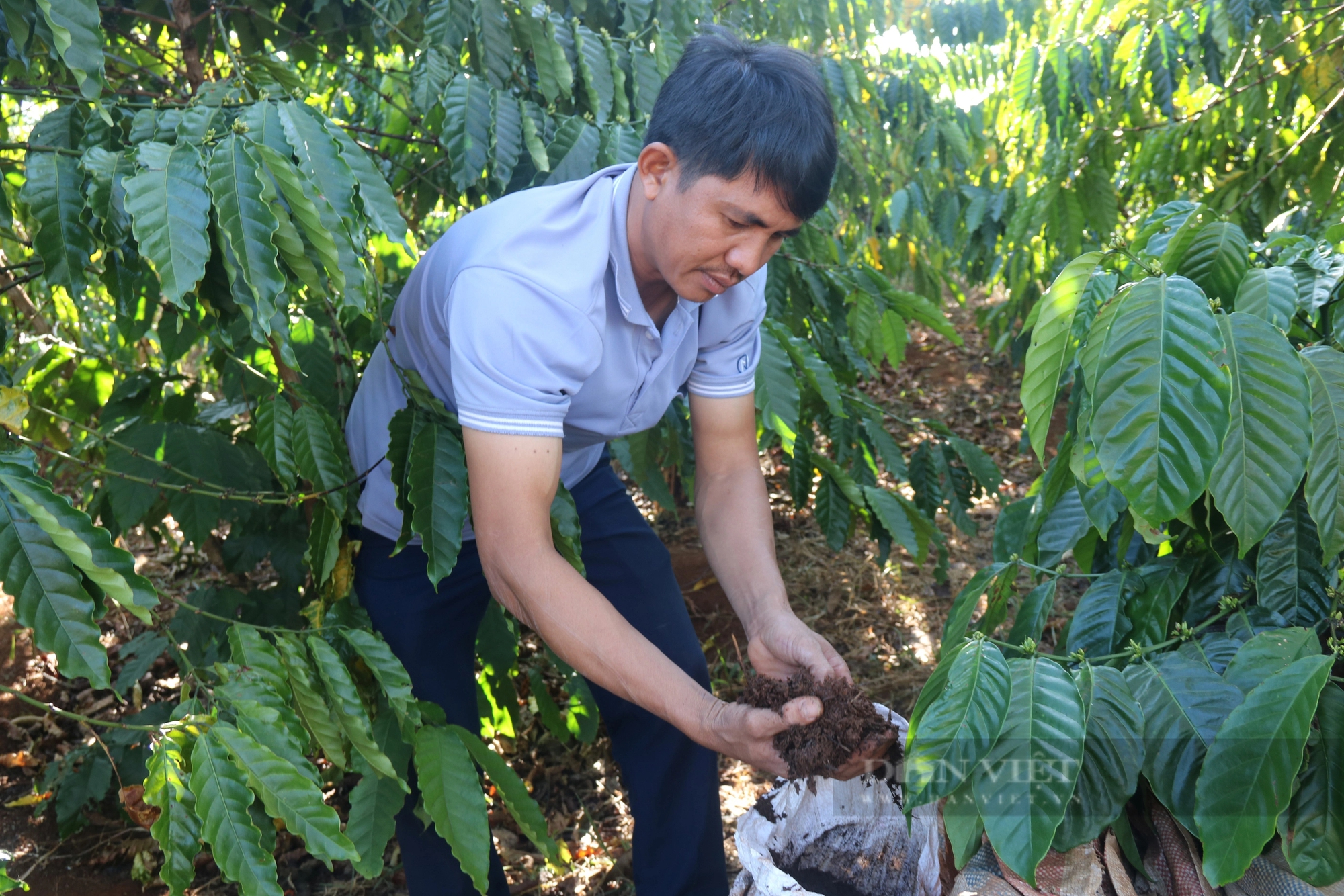 Một nơi ở Gia Lai, nông dân rủ nhau trồng cà phê kiểu gì mà sản lượng tăng, giá bán lại cao?- Ảnh 2.