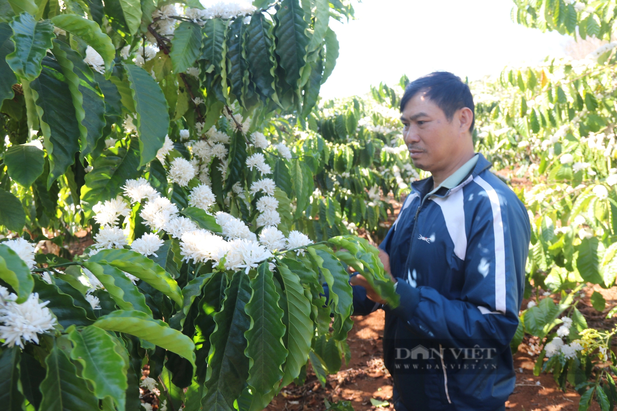 Một nơi ở Gia Lai, nông dân rủ nhau trồng cà phê kiểu gì mà sản lượng tăng, giá bán lại cao?- Ảnh 4.