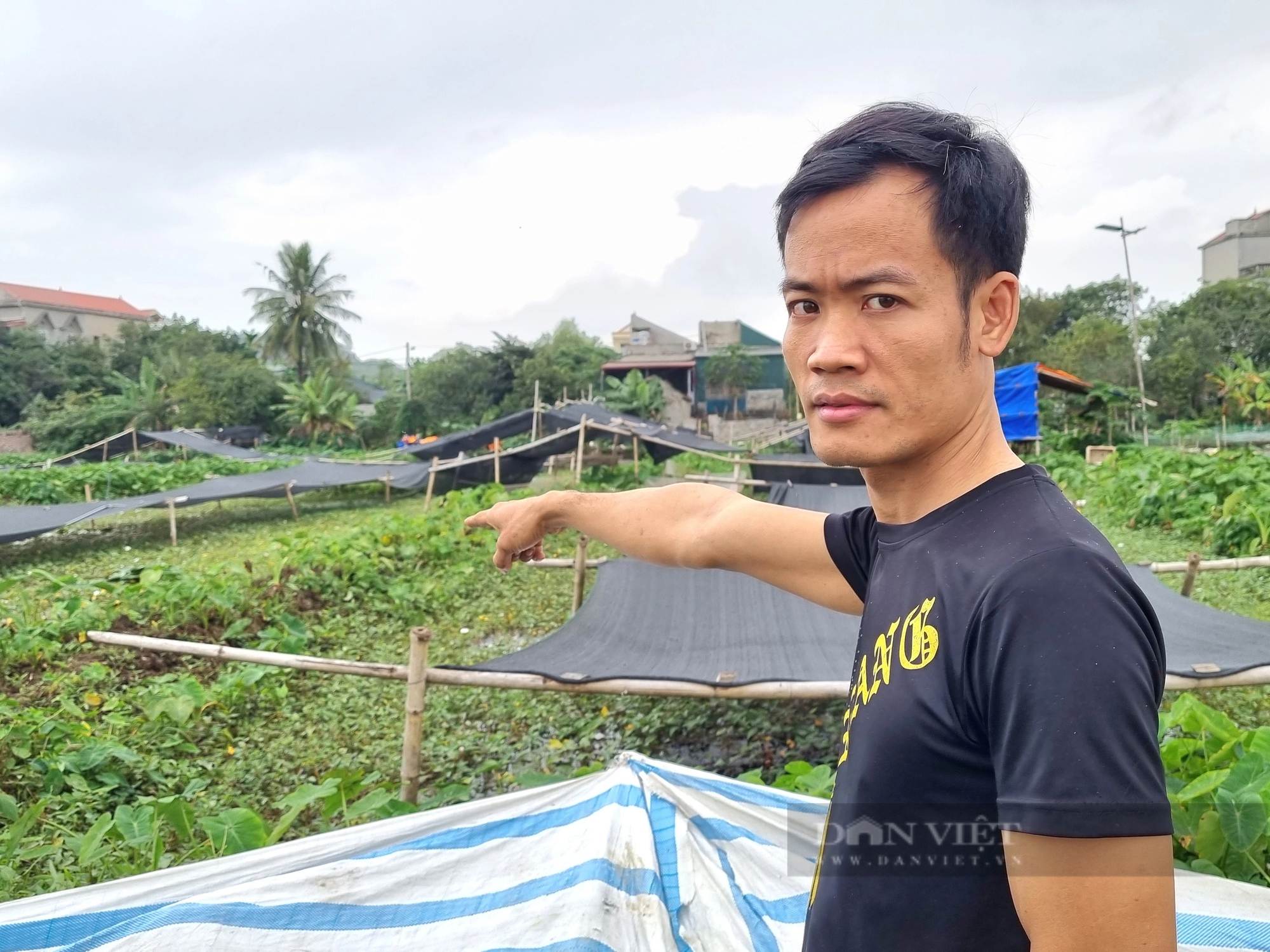 Anh nông dân Ninh Bình bày cách chống rét hiệu quả cho con ốc nhồi- Ảnh 1.