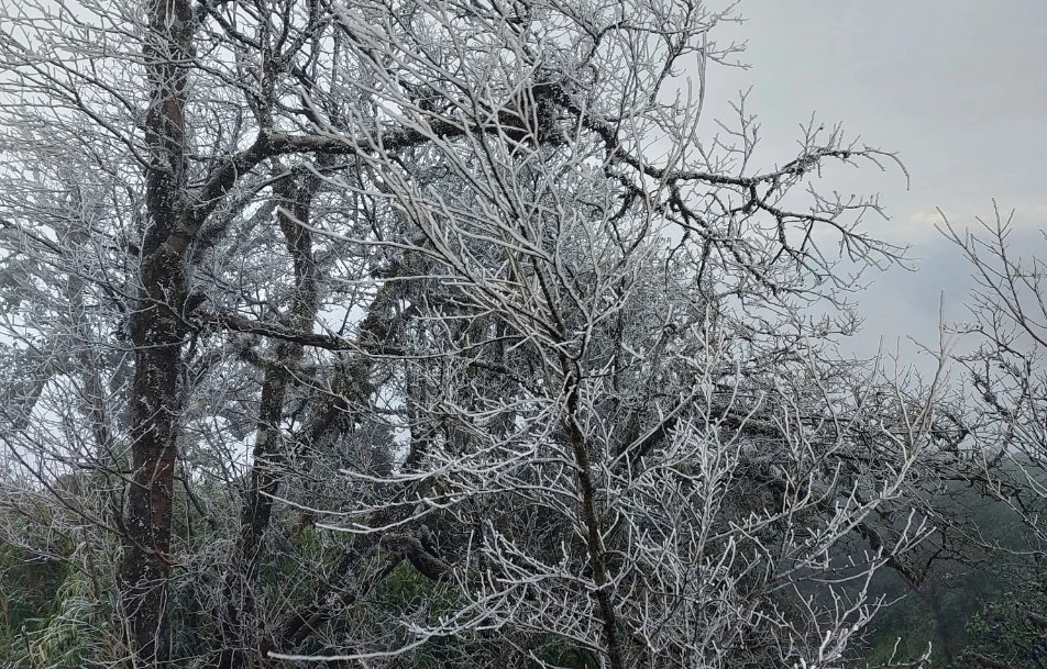 Image of frost appearing at Phia Oac peak, Cao Bang - Photo 5.