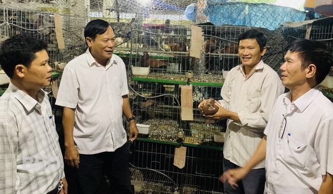 Nuôi thứ chim đẻ sòn sòn, một nông dân Bình Định tự trả lương 20 triệu/tháng cho chính mình- Ảnh 2.