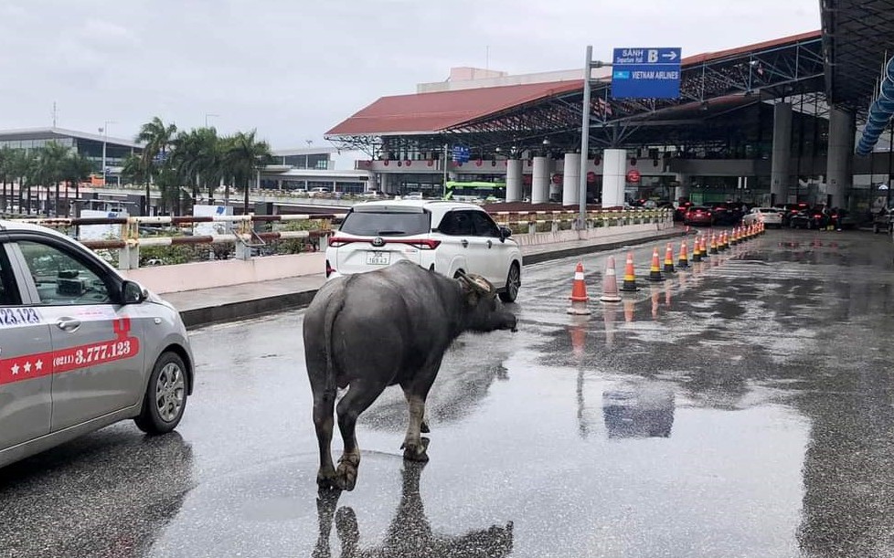 Một con trâu bất ngờ xuất hiện tại nhà ga sân bay Nội Bài