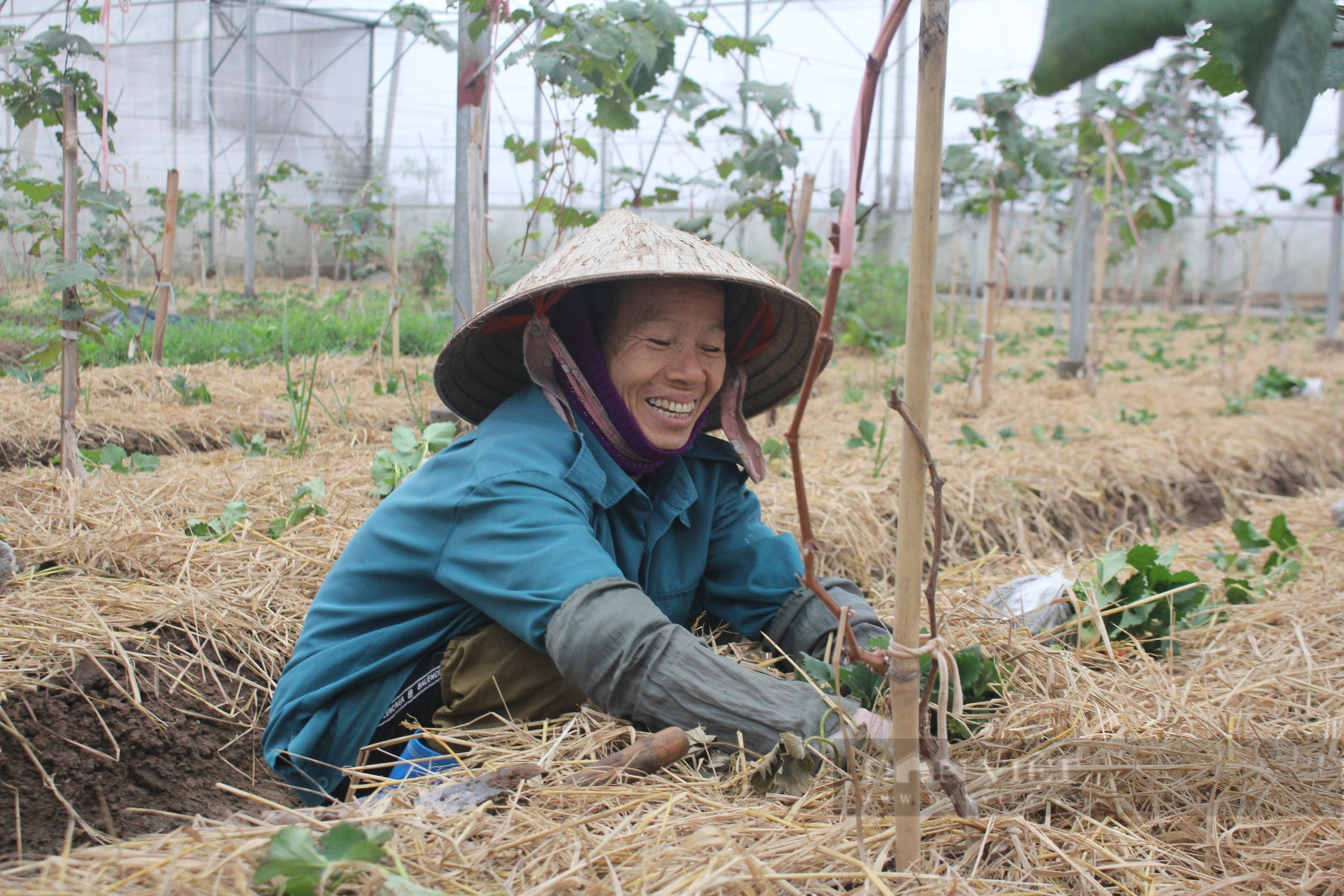 Hàng nghìn tấn rau, củ sạch trồng theo tiêu chuẩn Nhật Bản chuẩn bị được tung ra dịp Tết Giáp Thìn 2024- Ảnh 2.