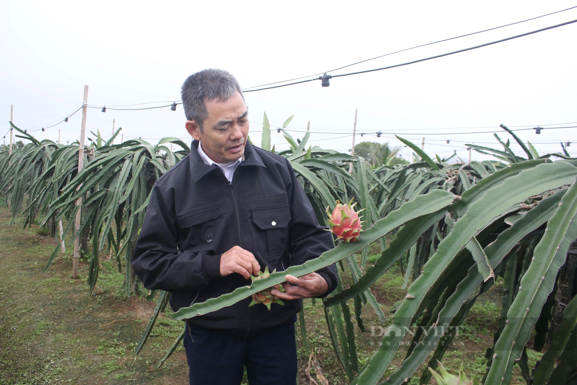 Hàng nghìn tấn rau, củ sạch trồng theo tiêu chuẩn Nhật Bản chuẩn bị được tung ra dịp Tết Giáp Thìn 2024- Ảnh 5.