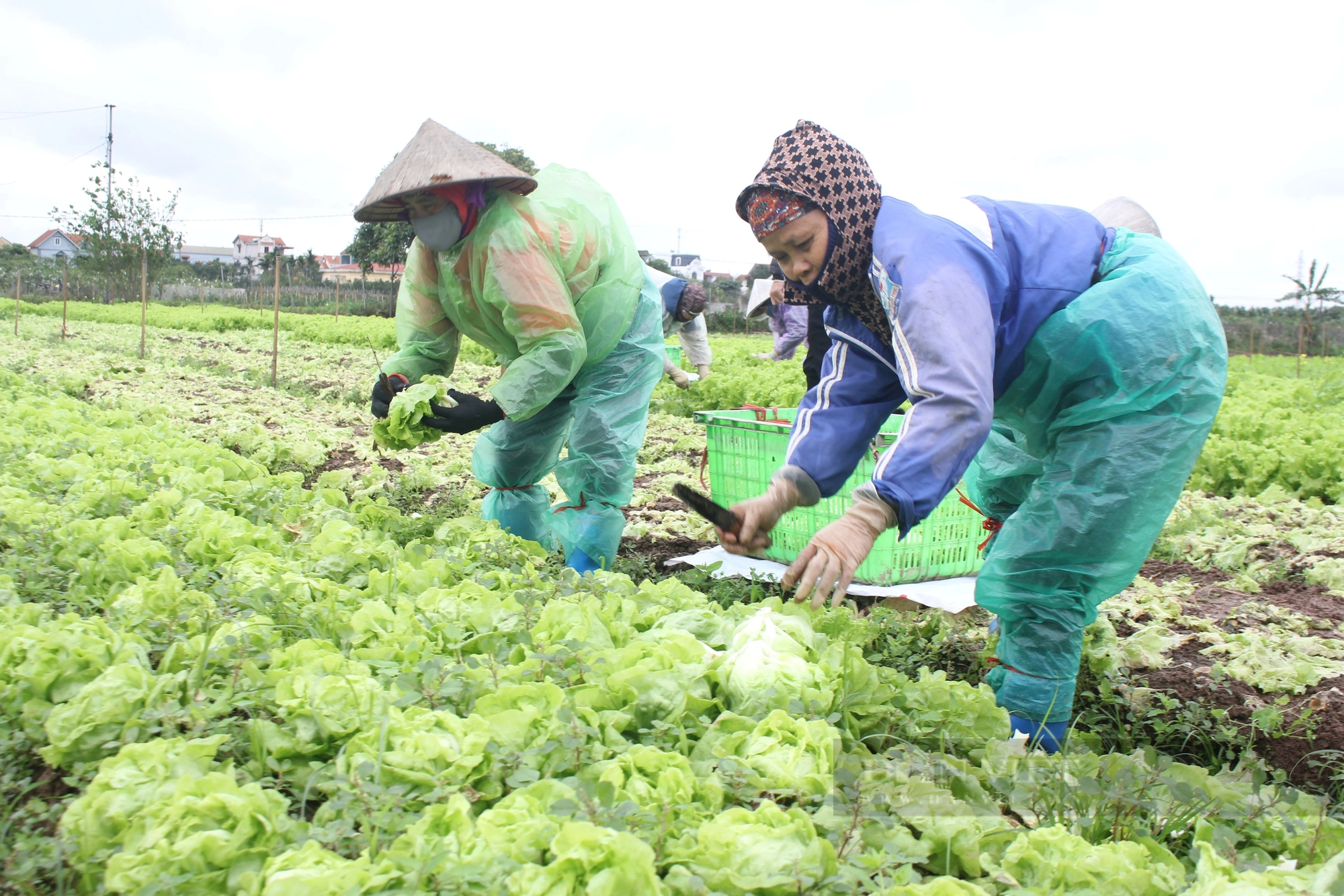 Hàng nghìn tấn rau, củ sạch trồng theo tiêu chuẩn Nhật Bản chuẩn bị được tung ra dịp Tết Giáp Thìn 2024- Ảnh 8.