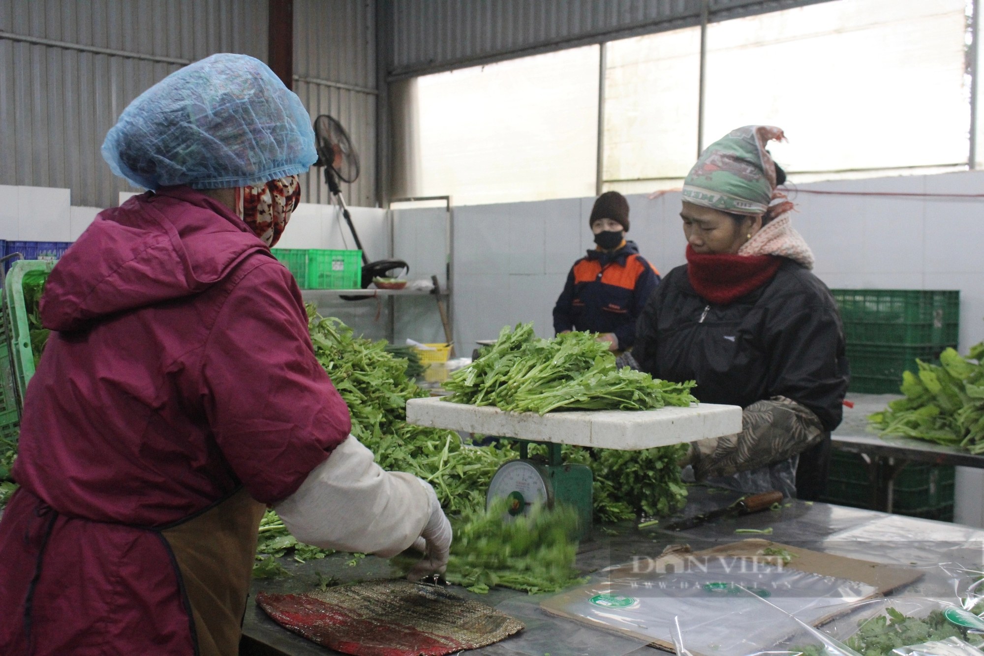 Hàng nghìn tấn rau, củ sạch trồng theo tiêu chuẩn Nhật Bản chuẩn bị được tung ra dịp Tết Giáp Thìn 2024- Ảnh 10.
