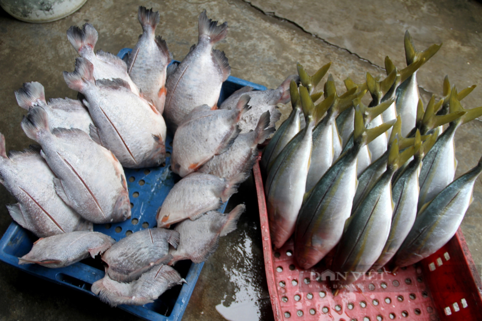 Tết đến, vào một làng nướng ở Hà Tĩnh, than đỏ hừng hực, mùi cá nướng bay khắp nơi- Ảnh 6.