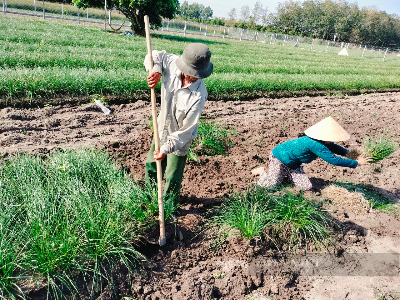 Vùng đất trồng kiệu này ở Tây Ninh sao giá củ kiệu vụ Tết đang lao dốc, nông dân vẫn tin có lời?- Ảnh 1.