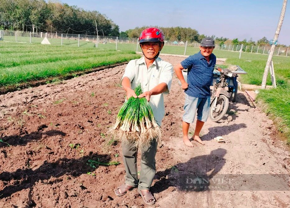 Vùng đất trồng kiệu này ở Tây Ninh sao giá củ kiệu vụ Tết đang lao dốc, nông dân vẫn tin có lời?- Ảnh 2.