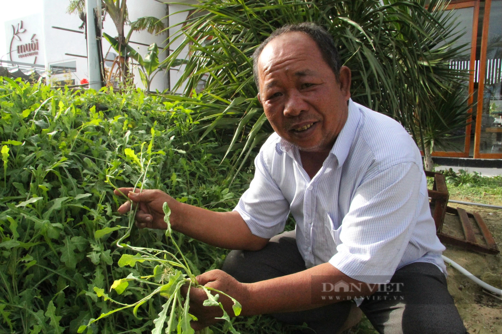 Loài rau dại mọc hoang ở đồi cát Ninh Thuận nay trở thành đặc sản, ăn ngon lại có tác dụng như thần dược- Ảnh 1.