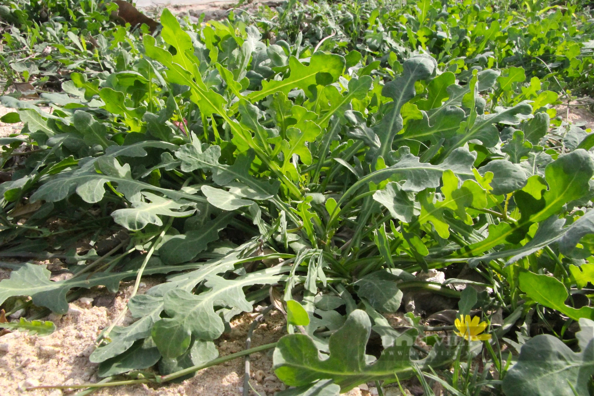 Loài rau dại mọc hoang ở đồi cát Ninh Thuận nay trở thành đặc sản, ăn ngon lại có tác dụng như thần dược- Ảnh 3.