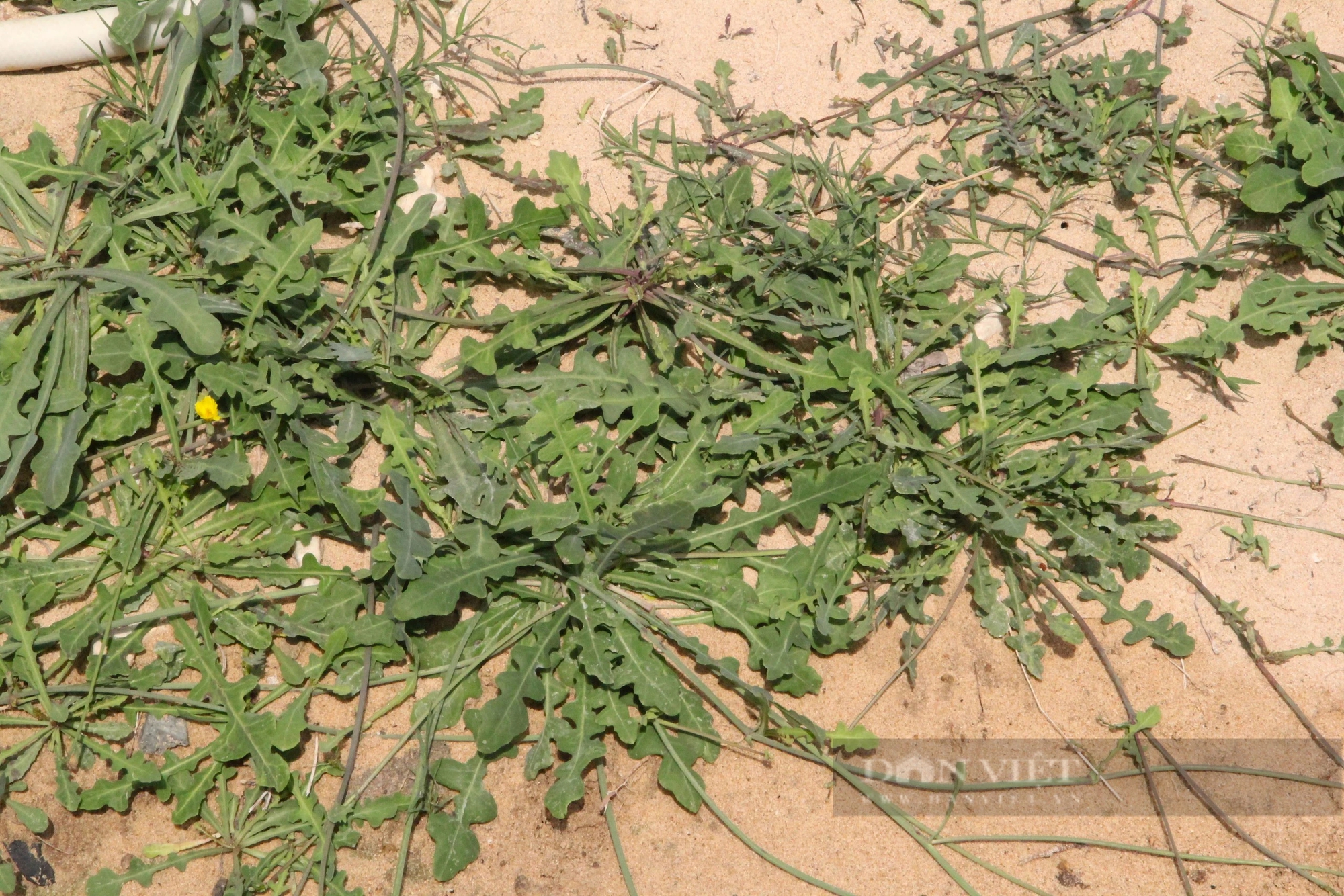Loài rau dại mọc hoang ở đồi cát Ninh Thuận nay trở thành đặc sản, ăn ngon lại có tác dụng như thần dược- Ảnh 6.