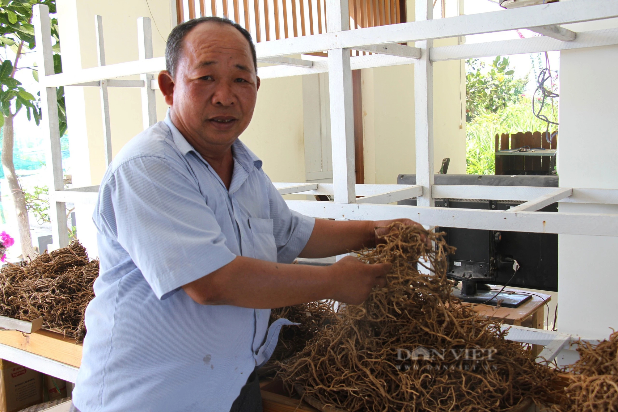 Loài rau dại mọc hoang ở đồi cát Ninh Thuận nay trở thành đặc sản, ăn ngon lại có tác dụng như thần dược- Ảnh 7.