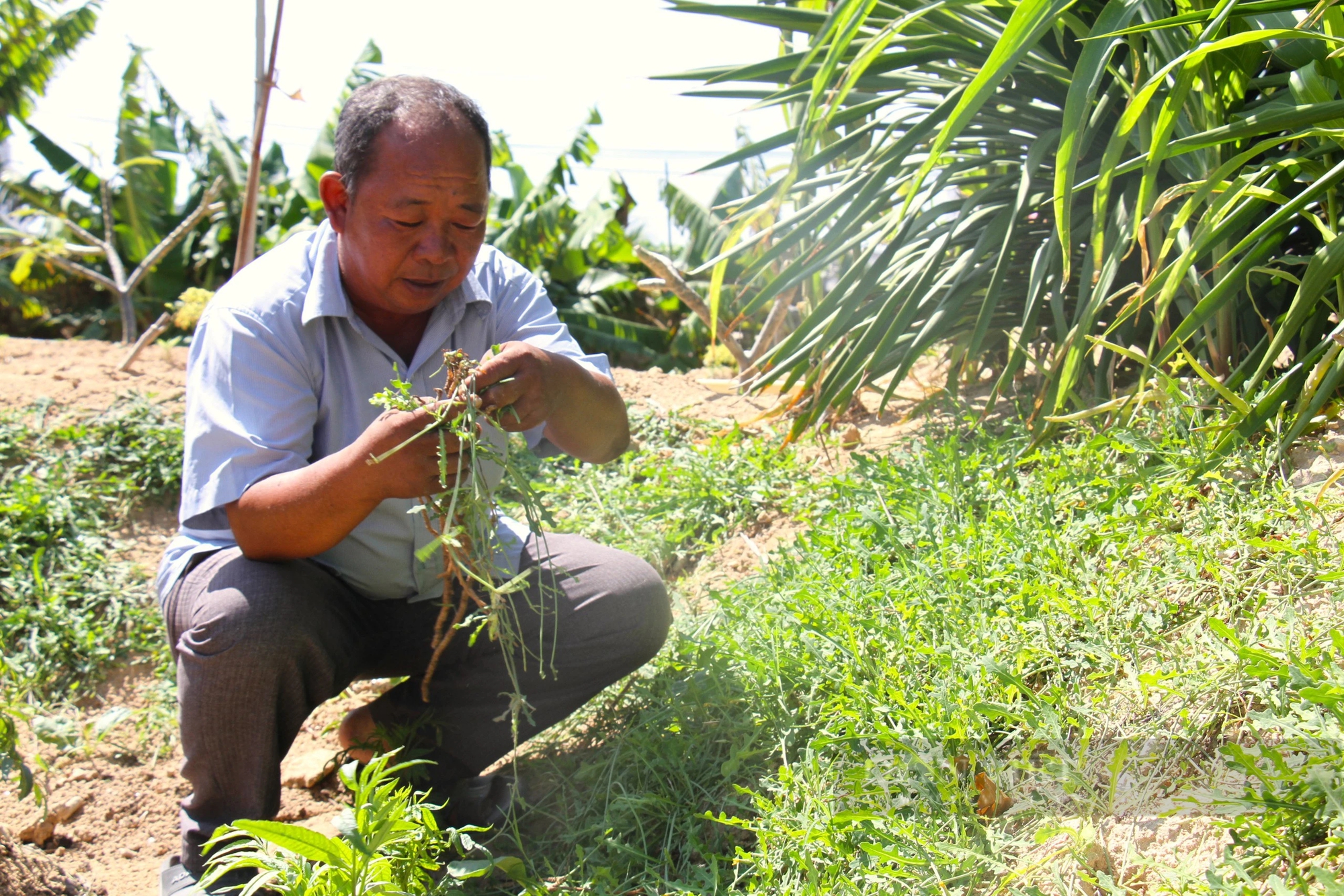 Loài rau dại mọc hoang ở đồi cát Ninh Thuận nay trở thành đặc sản, ăn ngon lại có tác dụng như thần dược- Ảnh 10.
