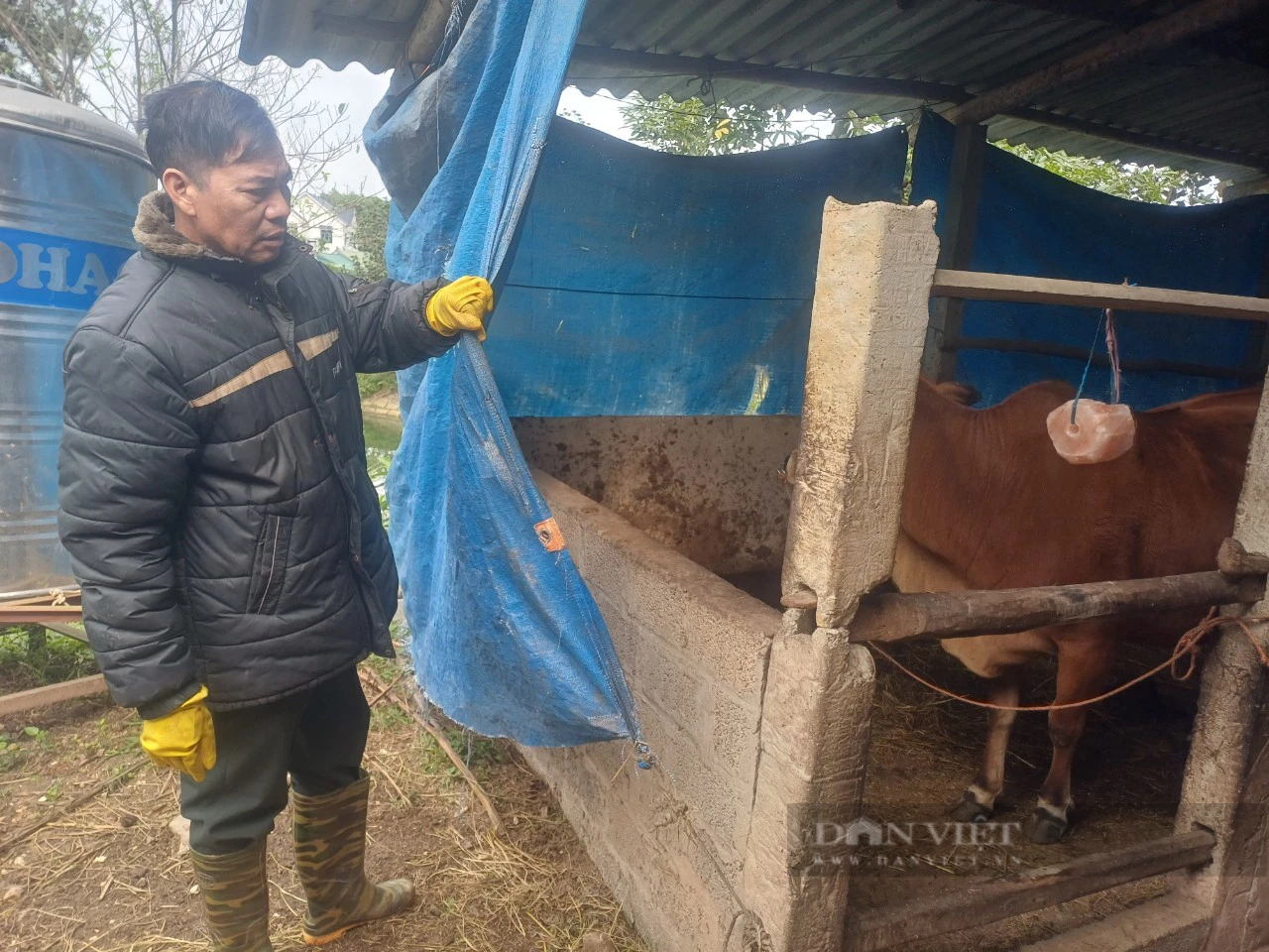 Nhiệt độ giảm sâu, nông dân Thái Nguyên chủ động che chắn, chuẩn bị thức ăn dự trữ cho đàn vật nuôi- Ảnh 3.