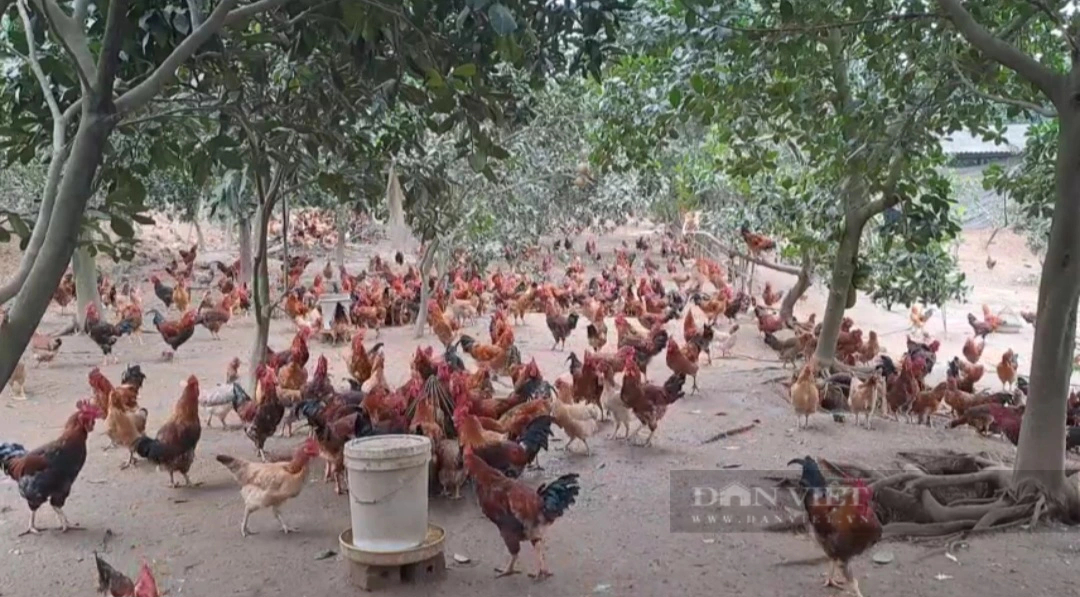 Nhiệt độ giảm sâu, nông dân Thái Nguyên chủ động che chắn, chuẩn bị thức ăn dự trữ cho đàn vật nuôi- Ảnh 1.