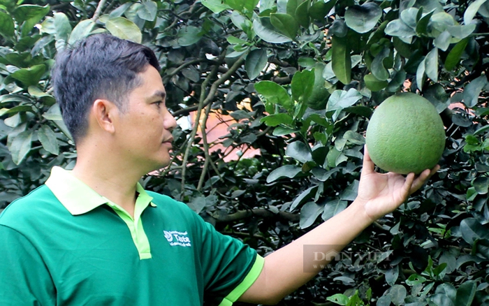 Ông Lê Minh Sang - Giám đốc HTX cây ăn quả Tân Mỹ (huyện Bắc Tân Uyên, Bình Dương) cho biết, tình hình tiêu thụ bưởi da xanh Tết năm nay đang chậm. Ảnh: Nguyên Vỹ