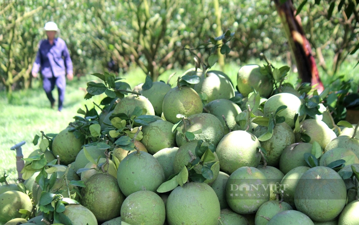 Tết năm nay, HTX cây ăn quả Tân Mỹ đã giảm sản lượng xuống gần 1 nửa so mọi năm. Ảnh: Nguyên Vỹ