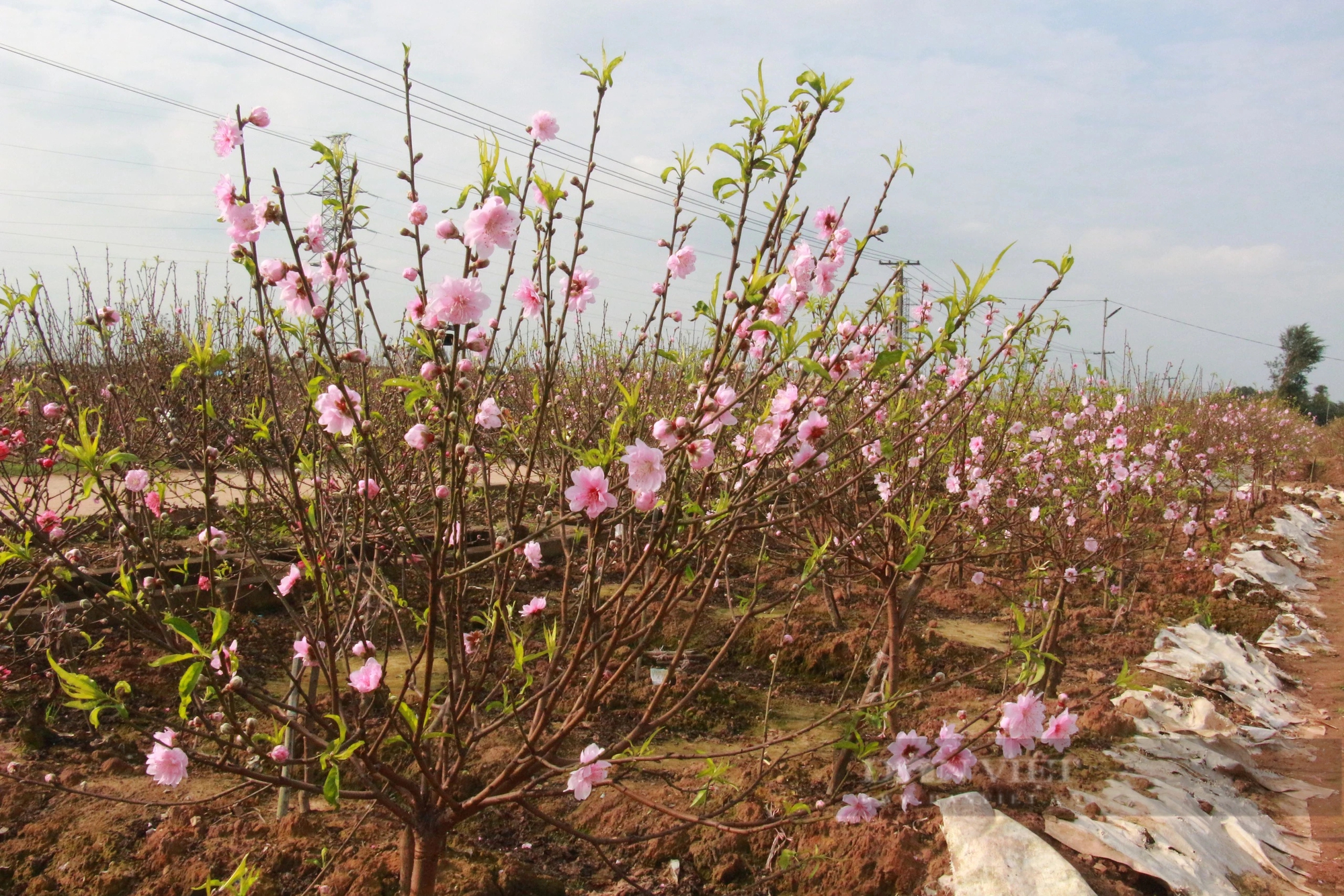 Hoa đào nở sớm, người trồng đào ở Nam Định mặt buồn rười rượi- Ảnh 2.