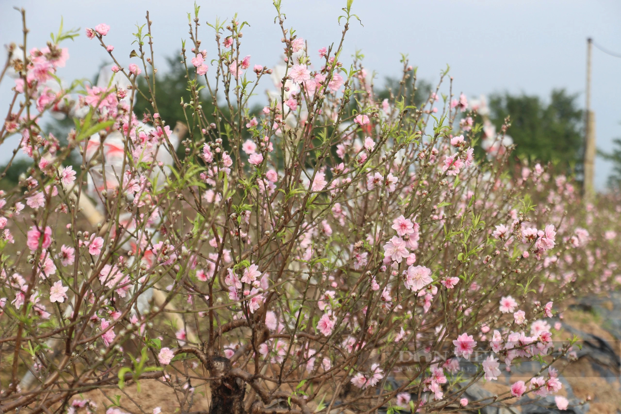 Hoa đào nở sớm, người trồng đào ở Nam Định mặt buồn rười rượi- Ảnh 5.