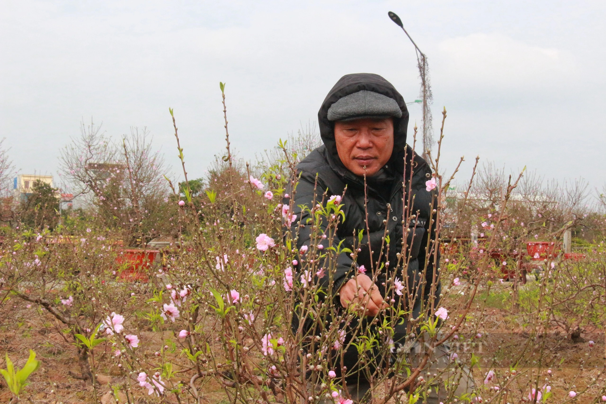Hoa đào nở sớm, người trồng đào ở Nam Định mặt buồn rười rượi- Ảnh 6.