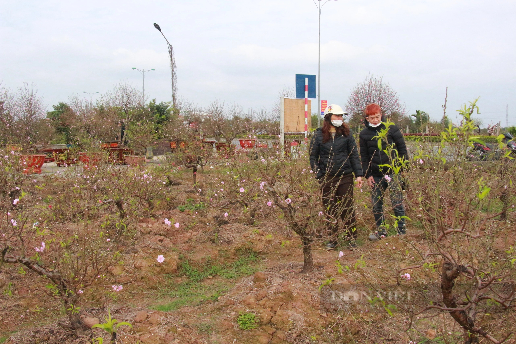 Hoa đào nở sớm, người trồng đào ở Nam Định mặt buồn rười rượi- Ảnh 7.