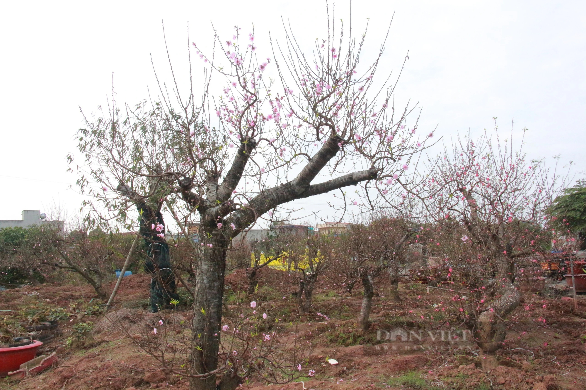 Hoa đào nở sớm, người trồng đào ở Nam Định mặt buồn rười rượi- Ảnh 8.