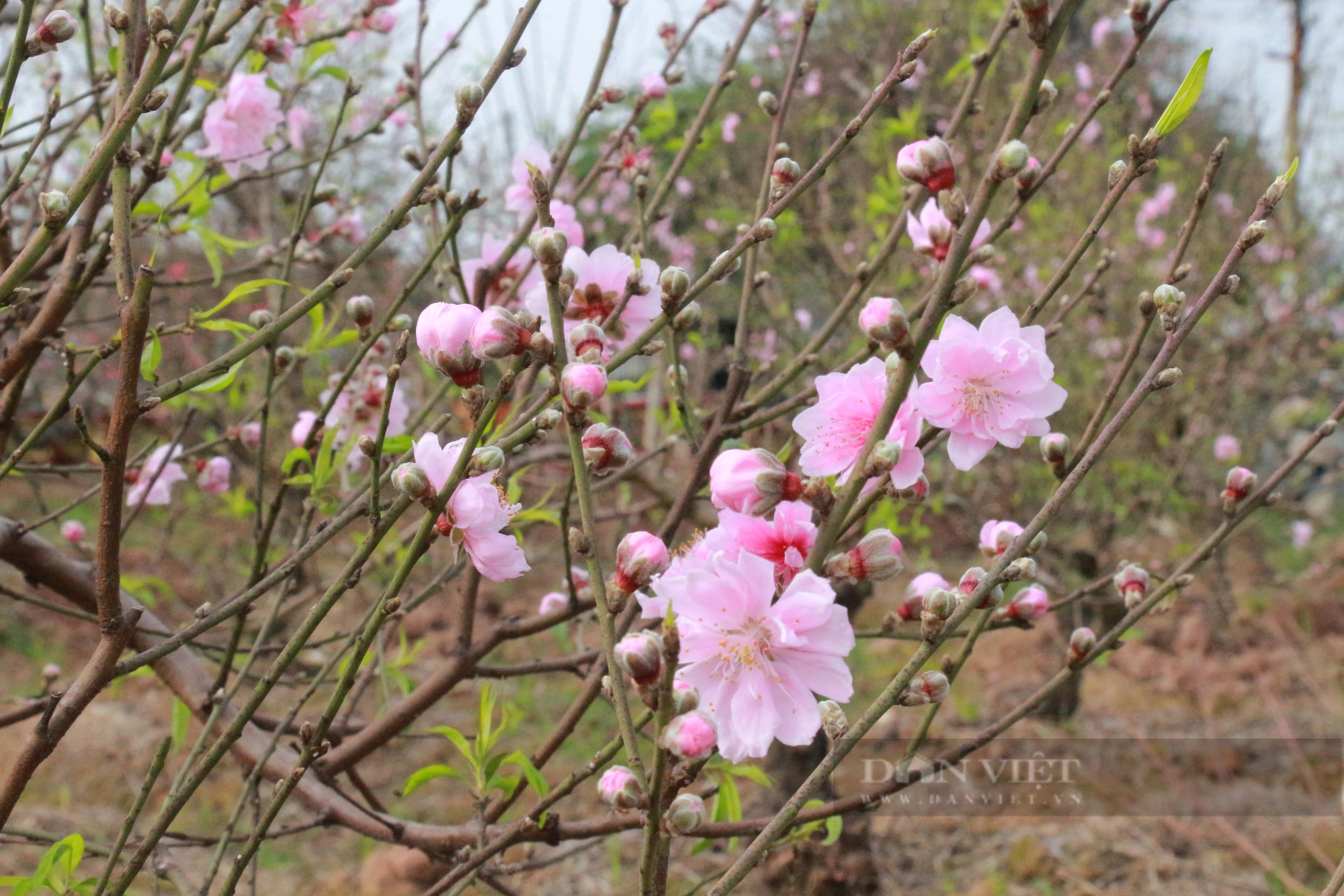 Hoa đào nở sớm, người trồng đào ở Nam Định mặt buồn rười rượi- Ảnh 9.