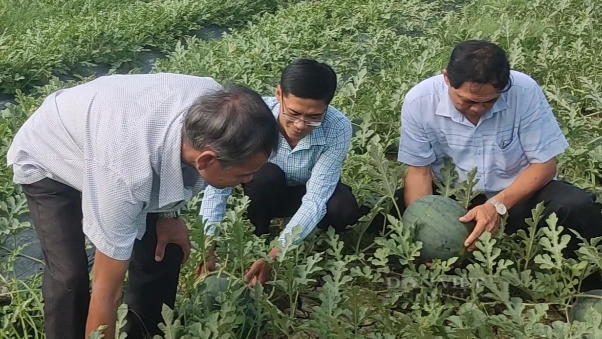 Trồng dưa hấu hữu cơ bán dịp Tết, trái nào cũng ngọt, nông dân Sóc Trăng thu nhập tốt- Ảnh 1.