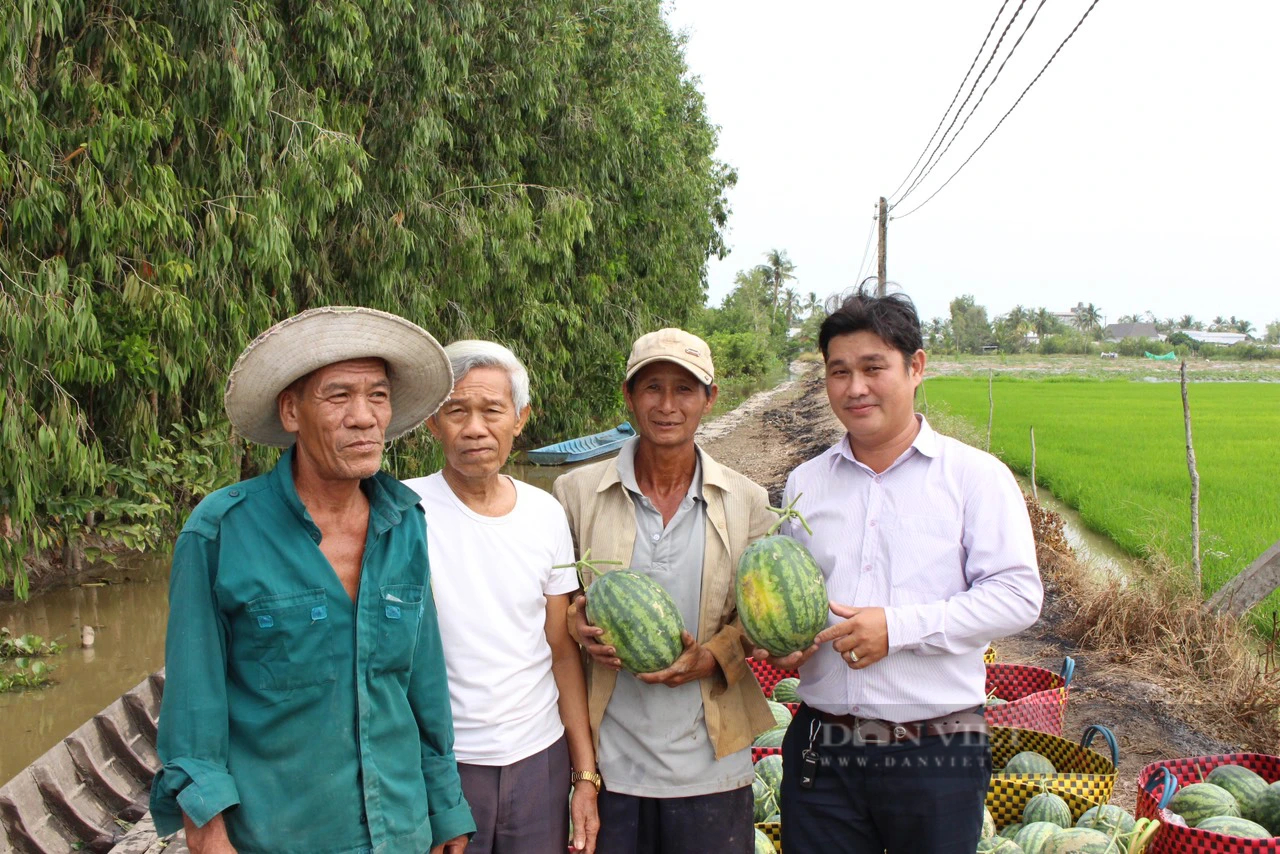 Trồng dưa hấu hữu cơ bán dịp Tết, trái nào cũng ngọt, nông dân Sóc Trăng thu nhập tốt- Ảnh 3.