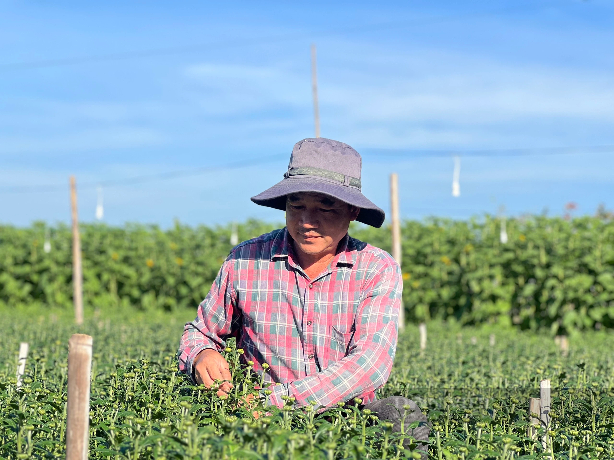 Ngắt nụ, lặt lá, lao động tự do ở các làng trồng hoa tết Kon Tum được trả công bao nhiêu tiền một ngày?- Ảnh 2.