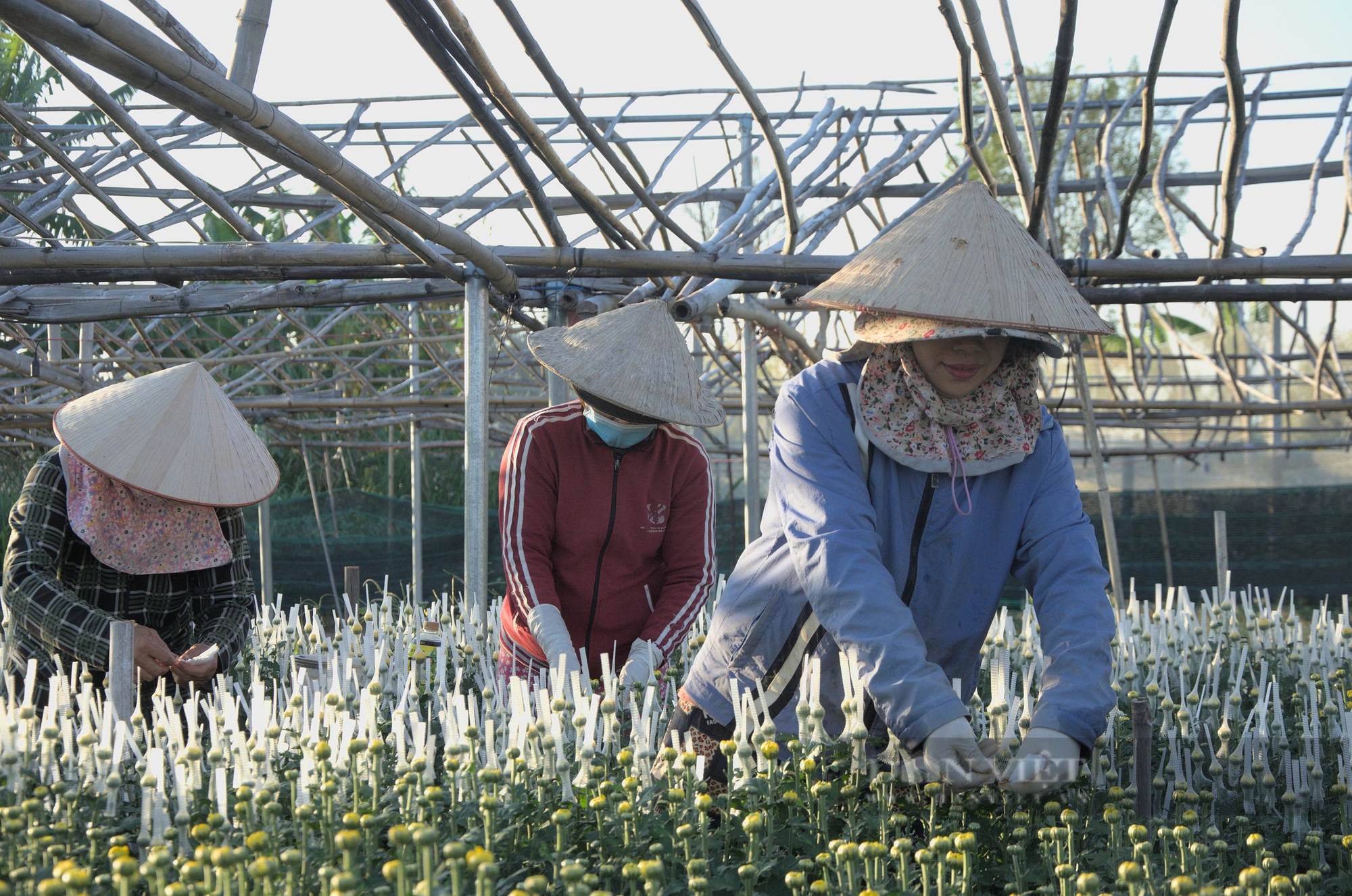 Ngắt nụ, lặt lá, lao động tự do ở các làng trồng hoa tết Kon Tum được trả công bao nhiêu tiền một ngày?- Ảnh 3.