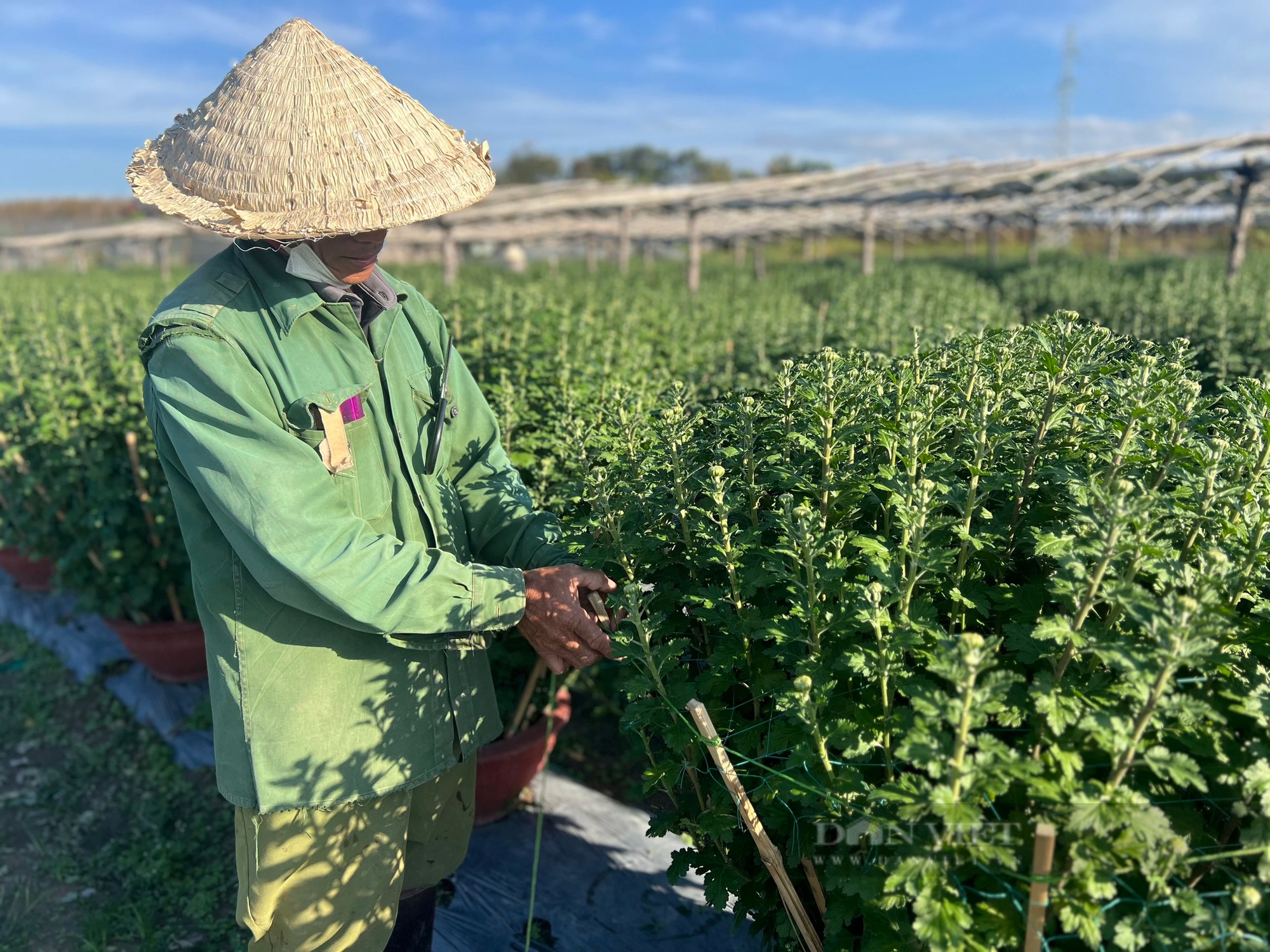 Ngắt nụ, lặt lá, lao động tự do ở các làng trồng hoa tết Kon Tum được trả công bao nhiêu tiền một ngày?- Ảnh 1.