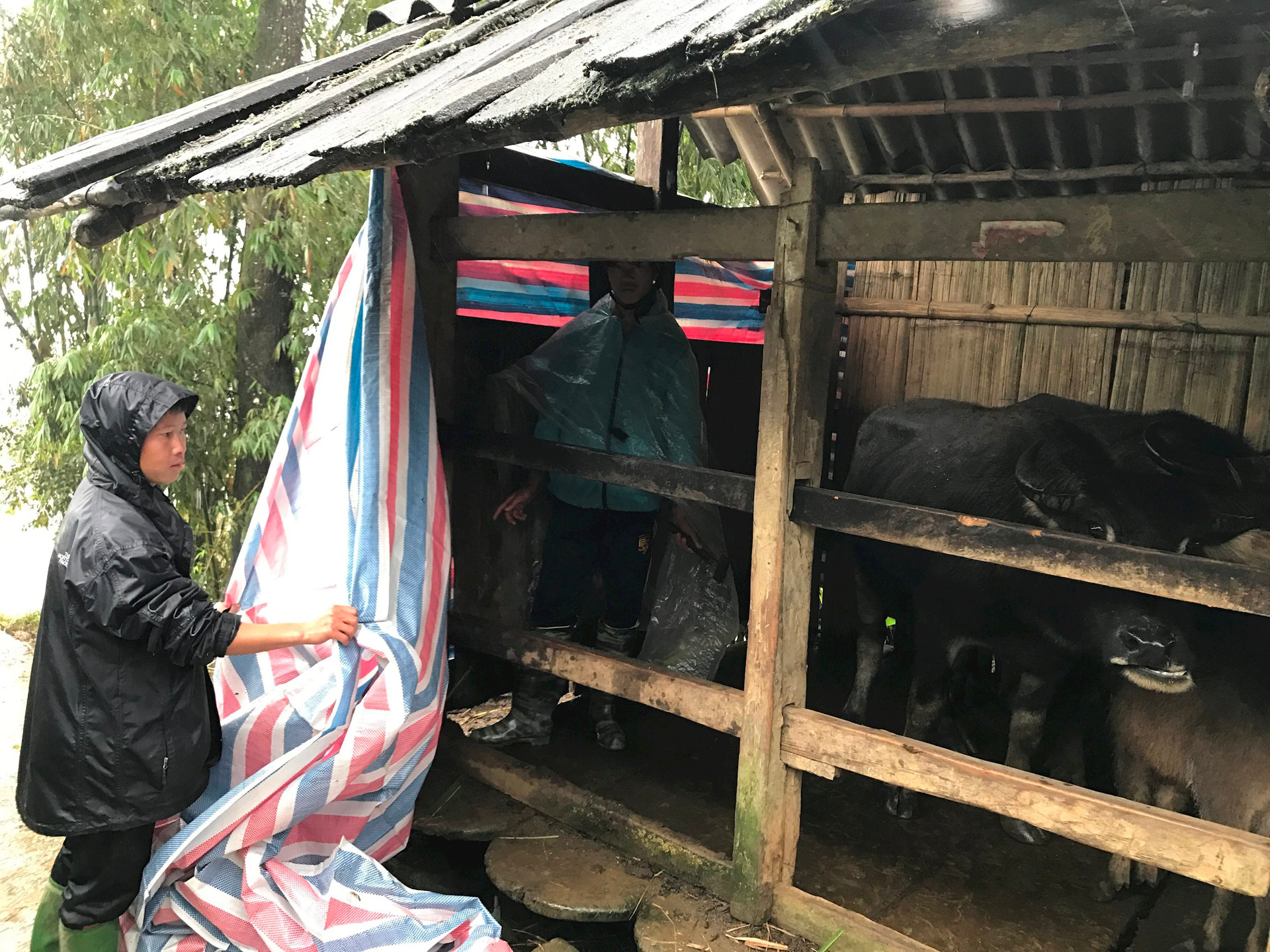 Nhiệt độ giảm sâu, nông dân Thái Nguyên chủ động che chắn, chuẩn bị thức ăn dự trữ cho đàn vật nuôi- Ảnh 4.