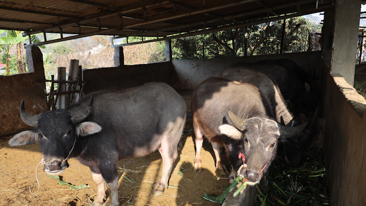 Vùng cao Sơn La chủ động phòng, chống đói, rét cho đàn vật nuôi- Ảnh 2.