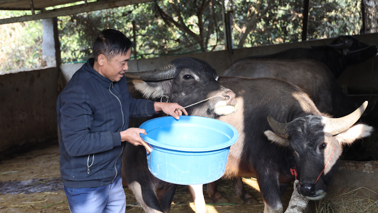Vùng cao Sơn La chủ động phòng, chống đói, rét cho đàn vật nuôi- Ảnh 1.