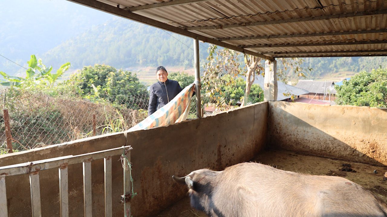 Vùng cao Sơn La chủ động phòng, chống đói, rét cho đàn vật nuôi- Ảnh 4.