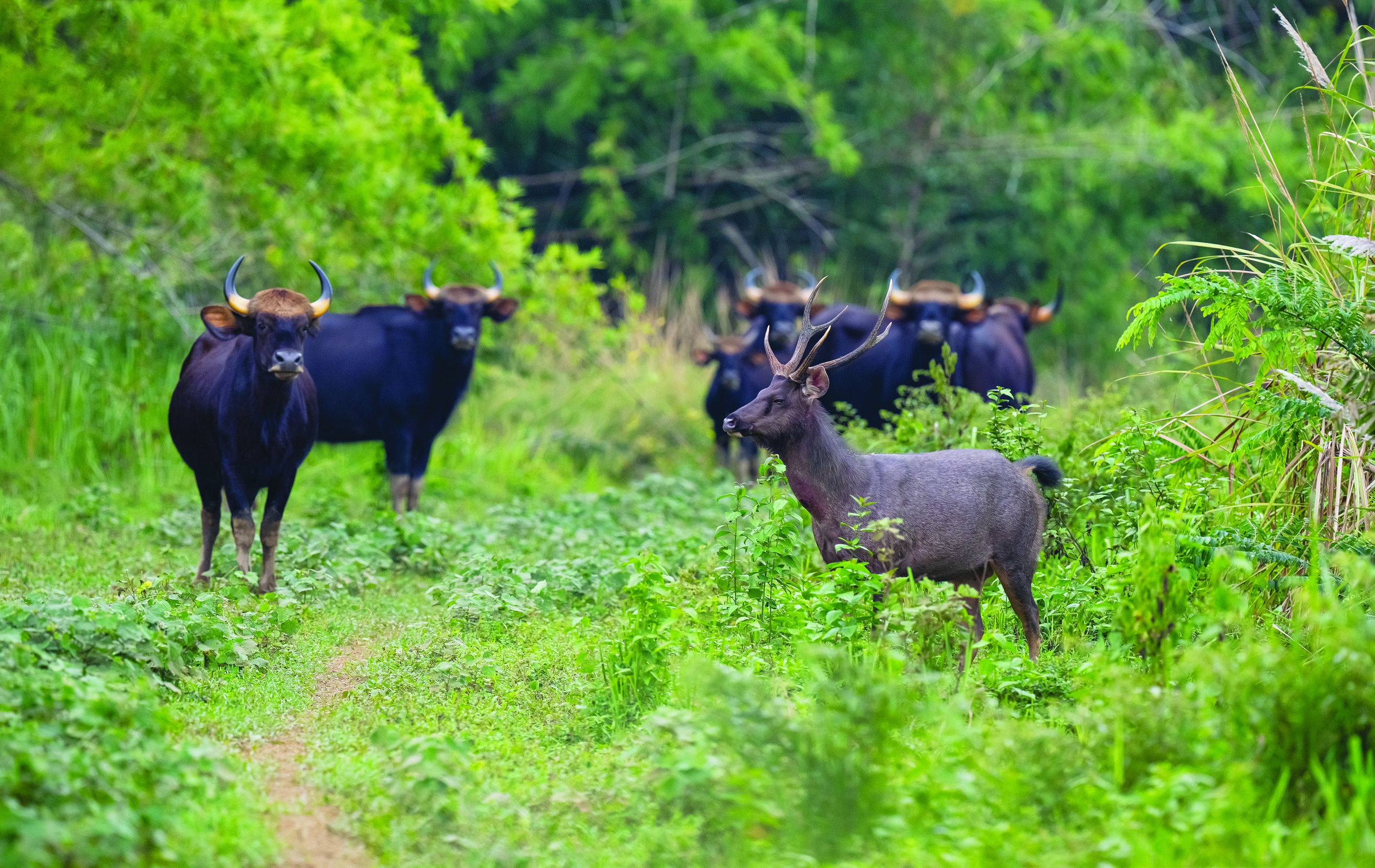 Khám phá vườn quốc gia Cát Tiên với hơn 1.700 loài động vật vô cùng đa dạng, phong phú- Ảnh 3.