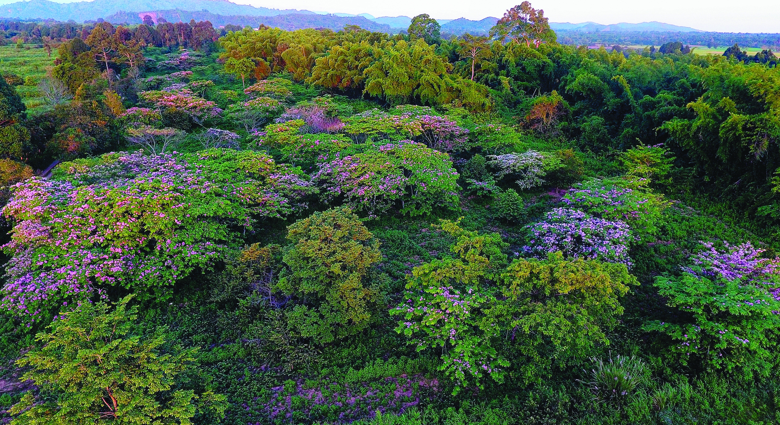 Một cây cổ thụ kỳ mỹ gần 500 tuổi tại khu rừng giáp ranh Lâm Đồng, Bình Phước, Đồng Nai ví như "thằn lằn sấm"- Ảnh 1.