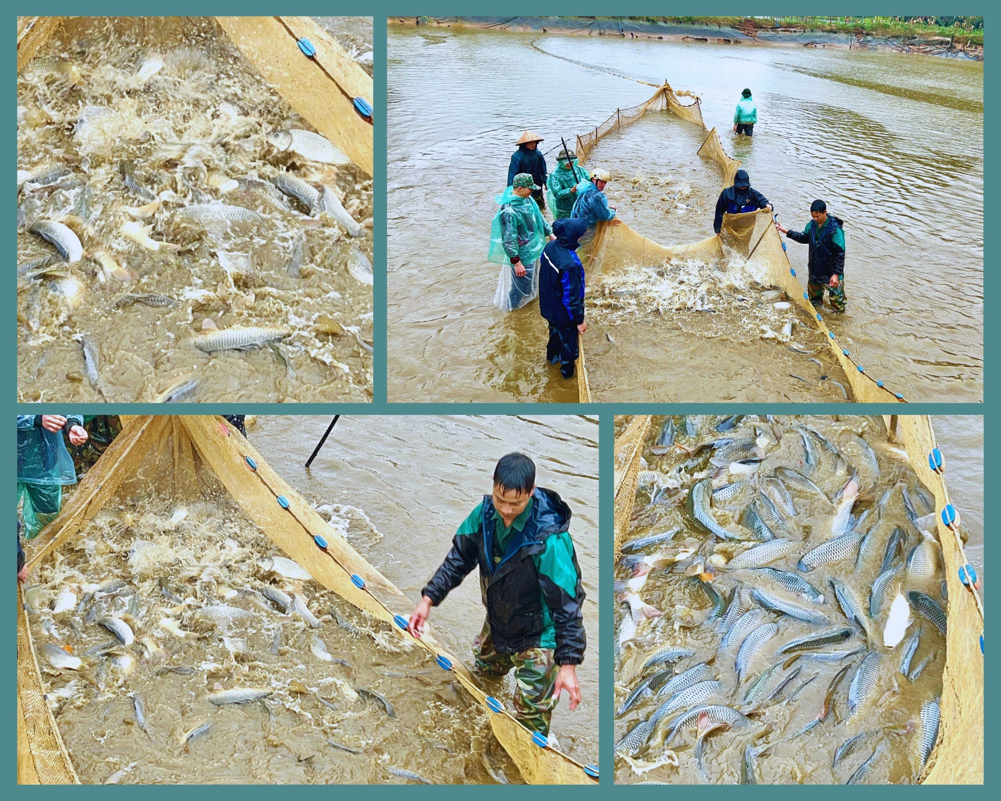 Cận cảnh những mẻ lưới đầy cá to bự dày đặc tại một ao nuôi ở Lào Cai, nhiều nhà thu tiền tỷ- Ảnh 1.
