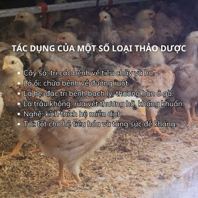 SỔ TAY NHÀ NÔNG: Một số loại bệnh trên gà thảo dược và cách phòng trị- Ảnh 2.