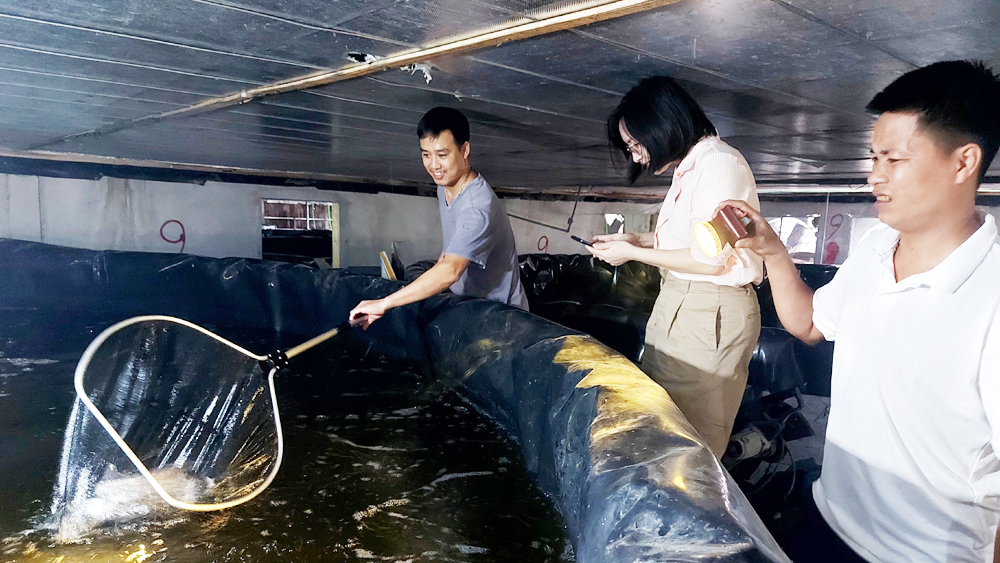 Đến một nơi ở Bắc Giang thấy dân nuôi thứ "cá tàu ngầm" trong bóng tối, bán đắt tiền- Ảnh 2.