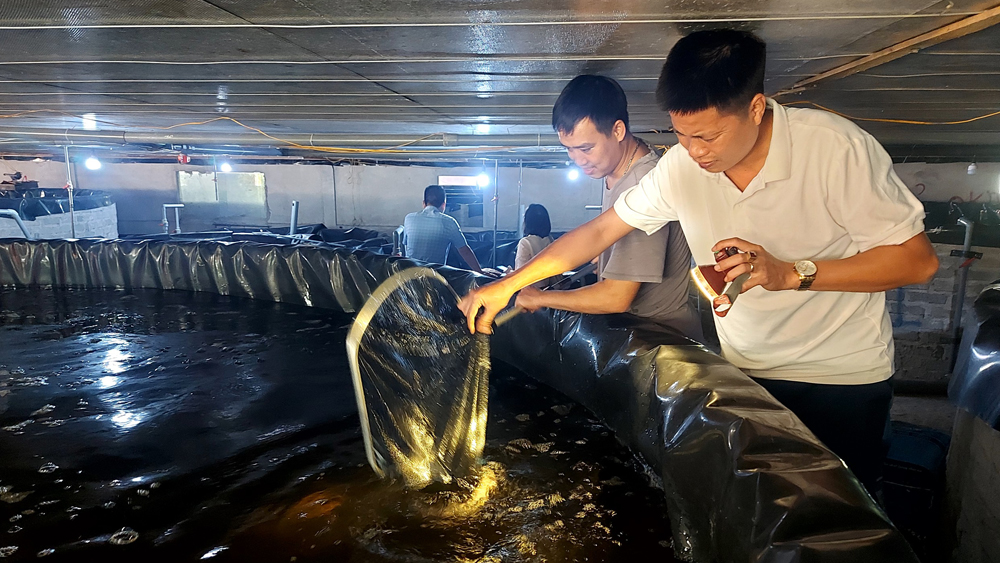 Đến một nơi ở Bắc Giang thấy dân nuôi thứ "cá tàu ngầm" trong bóng tối, bán đắt tiền- Ảnh 3.