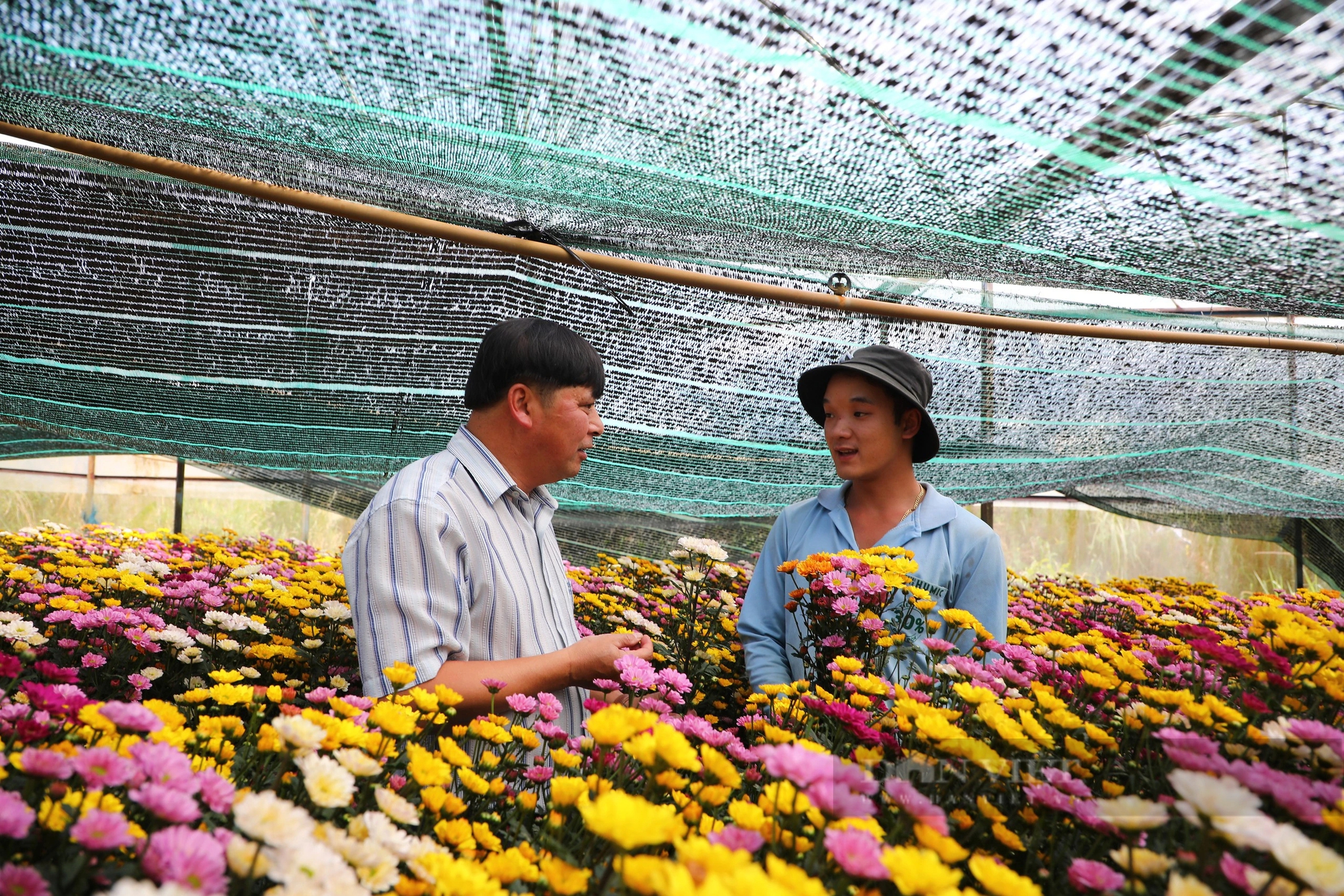 Trồng hoa Tết, chưa tới ngày 30, sao nông dân Đà Lạt ở Lâm Đồng đã buồn lo?- Ảnh 1.