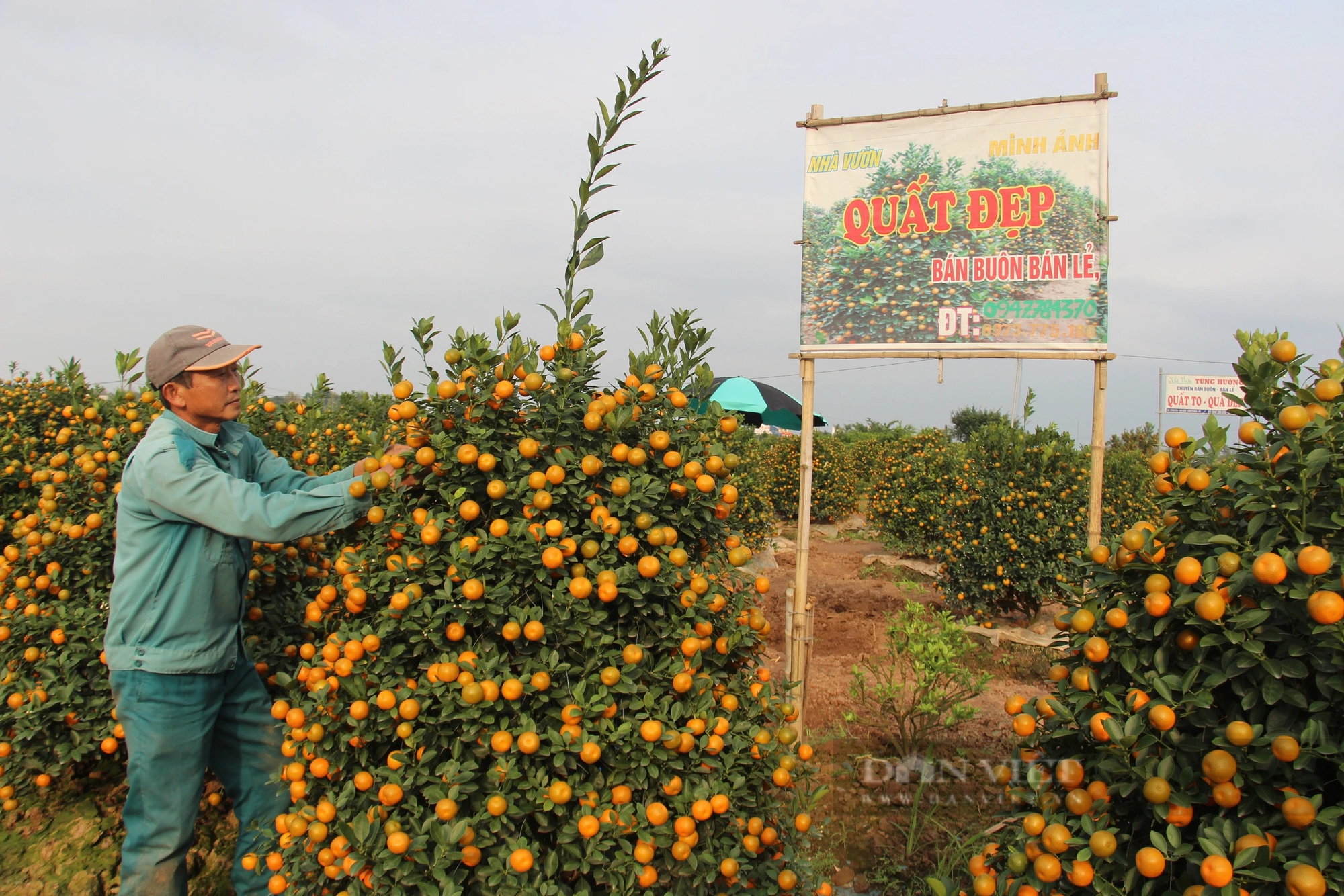 Quất tết toàn cây tăng giá, khách vẫn nườm nượp chở, cả làng trồng quất cảnh ở Nam Định vui- Ảnh 1.