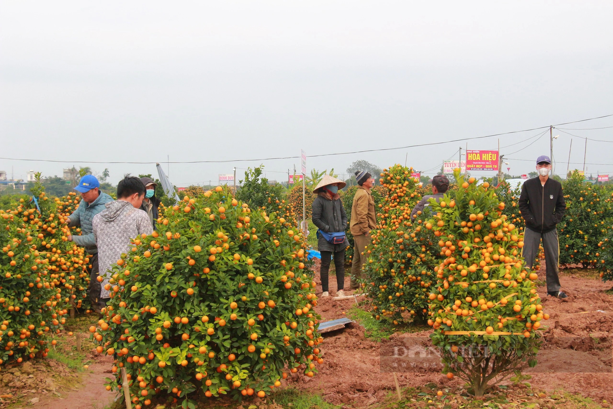 Quất tết toàn cây tăng giá, khách vẫn nườm nượp chở, cả làng trồng quất cảnh ở Nam Định vui- Ảnh 3.
